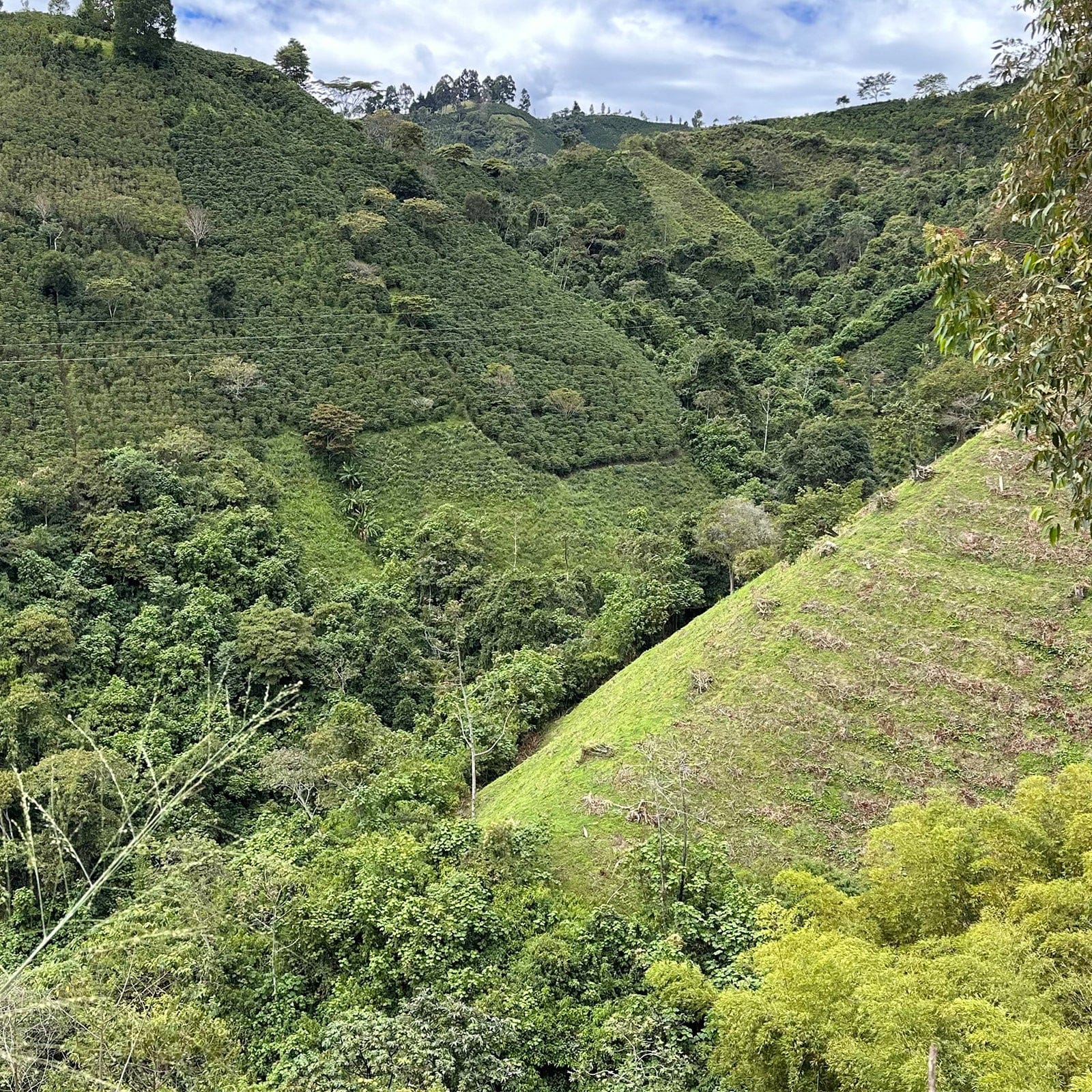 TYPICA Colombia - Nogales - Image 3