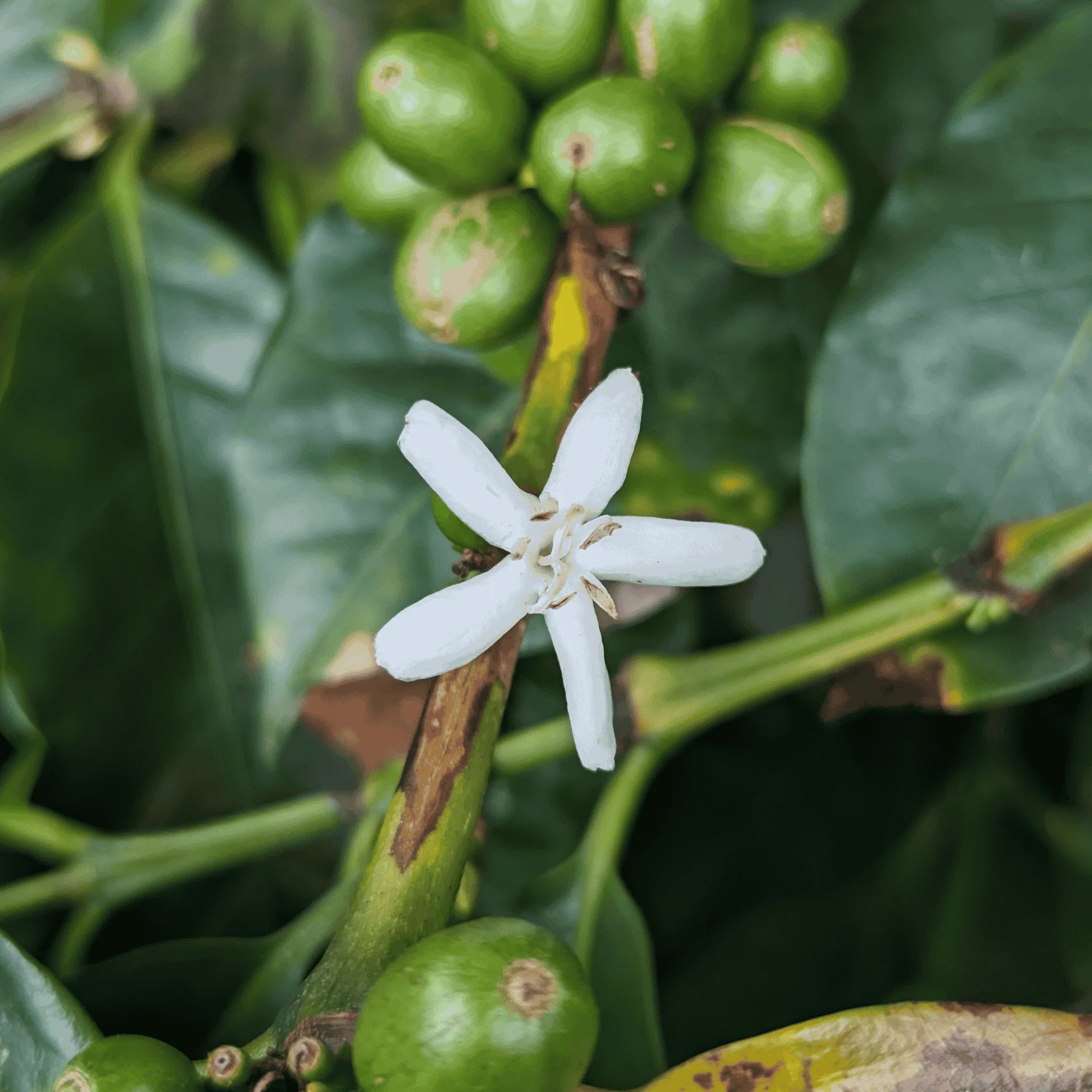 /004³ Colombia — El Girasol - Image 3