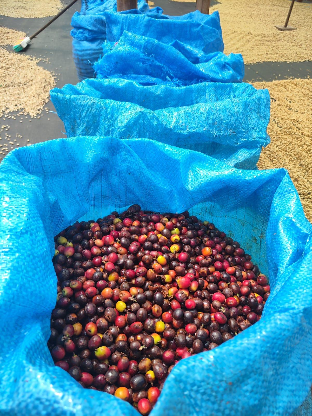 GESHA Colombia — La Quebraditas - Image 3