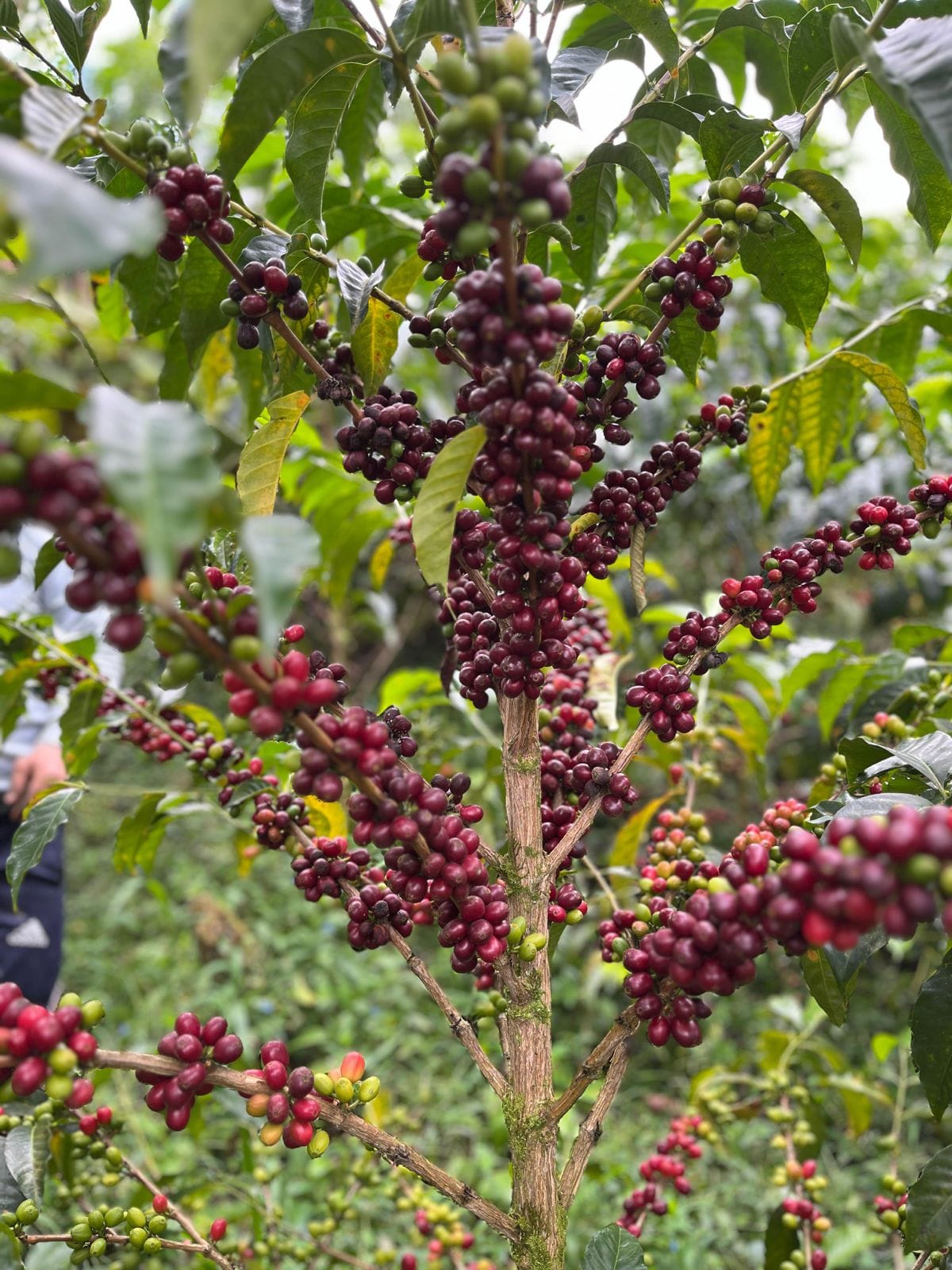 SIDRA | WUSH WUSH Ecuador — La Reserva - Image 3