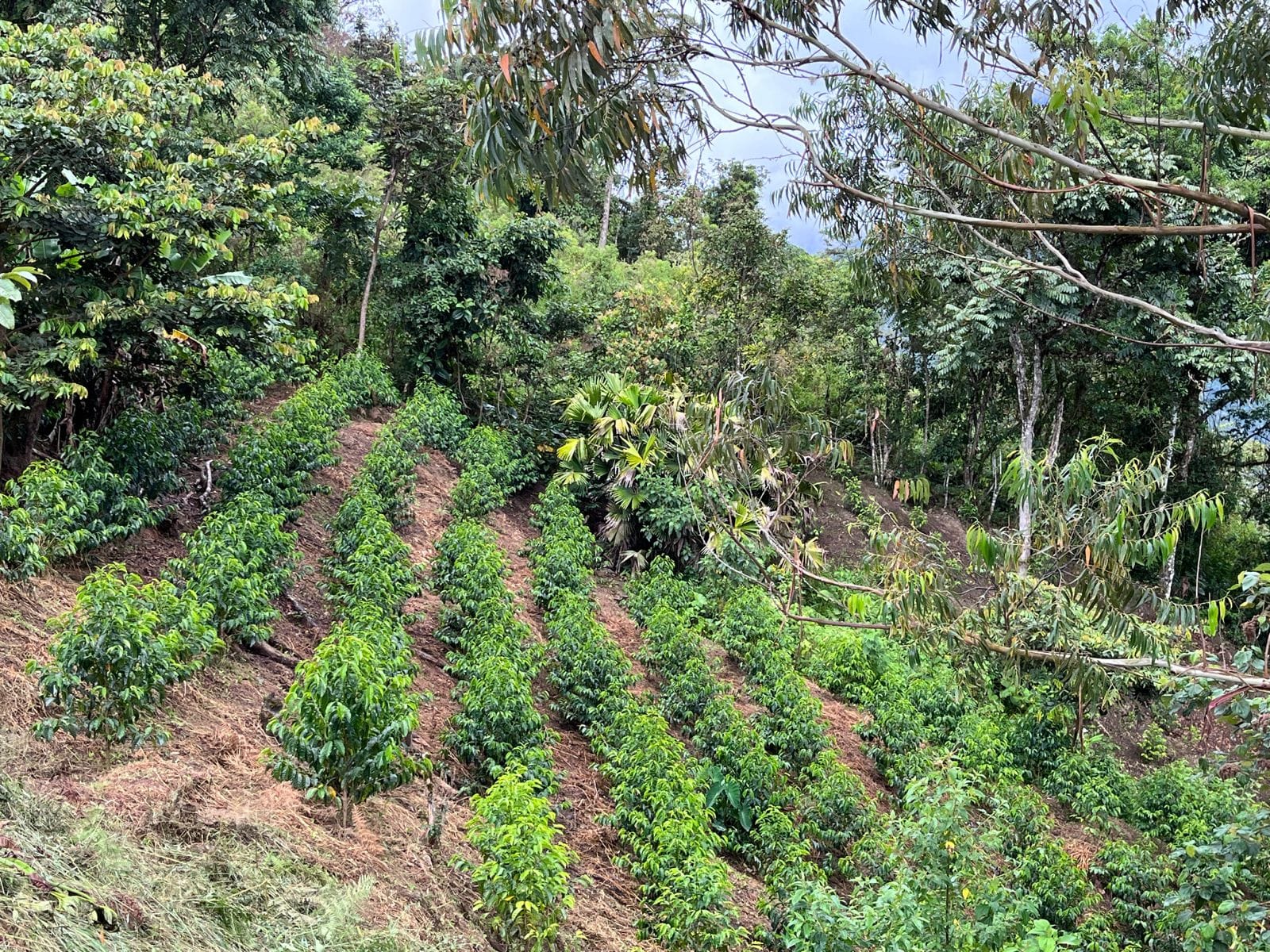 SIDRA | WUSH WUSH Ecuador — La Reserva - Image 2