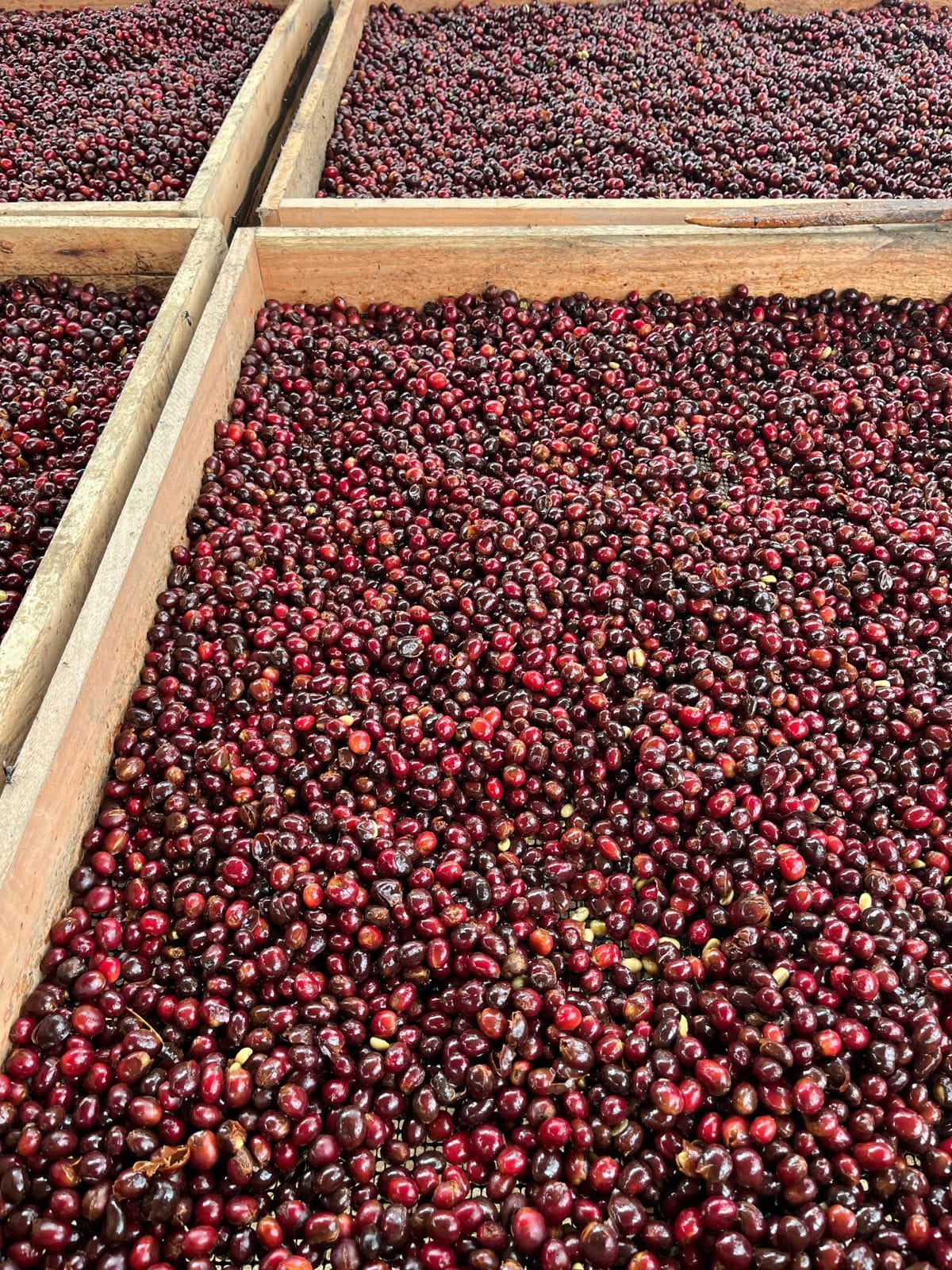 SIDRA | WUSH WUSH Ecuador — La Reserva - Image 4