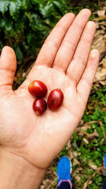 DECAF — El Trebol - Image 3