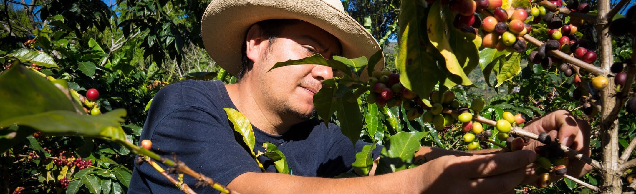 CASCARA — Colombia - Image 3